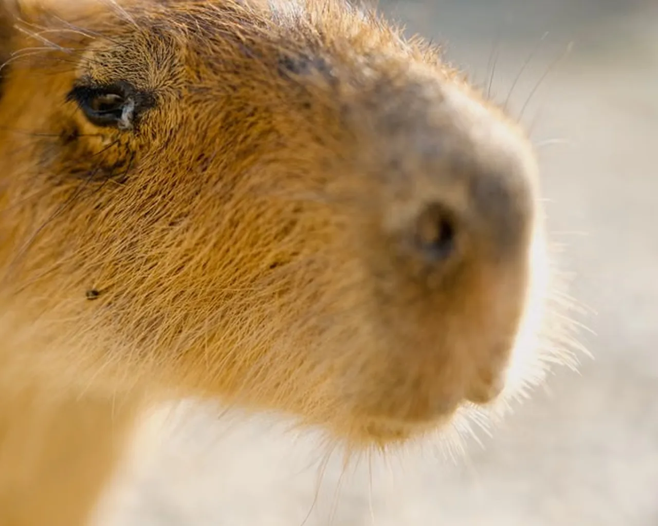 the original photo the capybara kit was made from