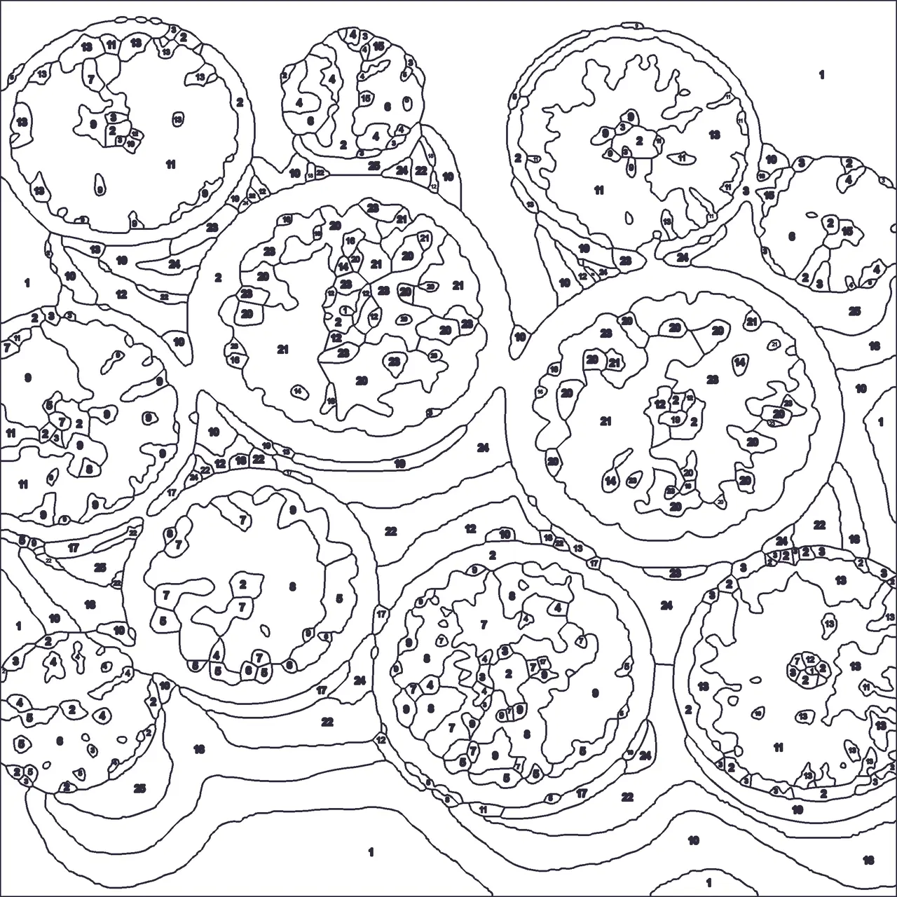 the numbered outline page from the citrus halves colour by number kit